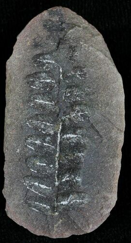 Million Year Old Fern Fossil - Illinois #21430